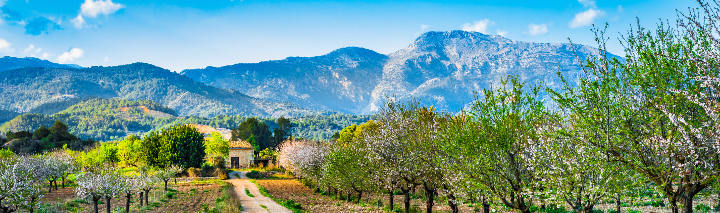 Mandelblüte auf Mallorca