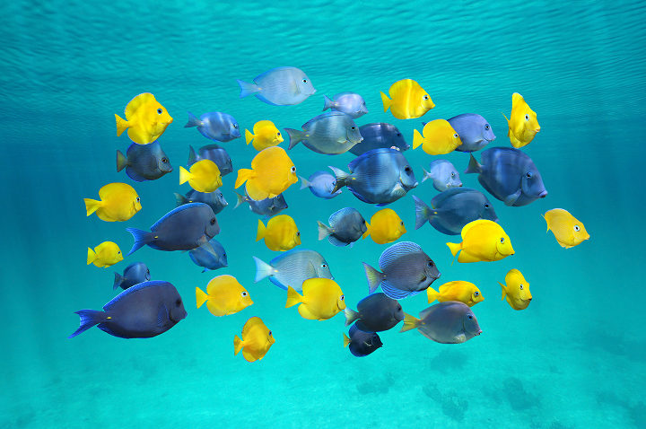 Schwarm bunter tropischer Fische in Gelb, Blau und Violett schwimmt im klaren Wasser.
