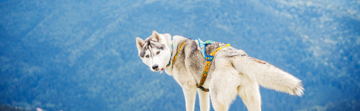 Urlaub im Allgäu mit Hund