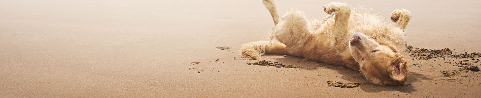 Urlaub mit Hund Nordsee