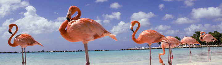 Last Minute Aruba Last Minute Aruba