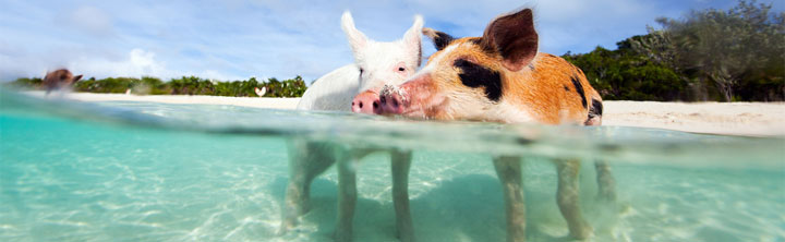 Billigurlaub Billigurlaub